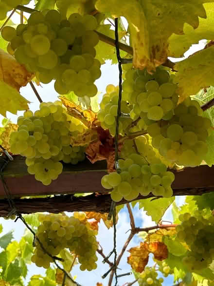 Photo of free GRAPES - wine/jelly/juice makers (Ware) #1