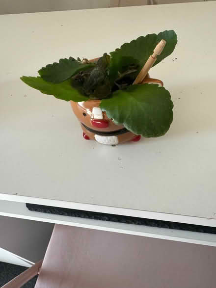 Photo of free Christmas plant (Shelley Rd area, Wboro NN8) #1