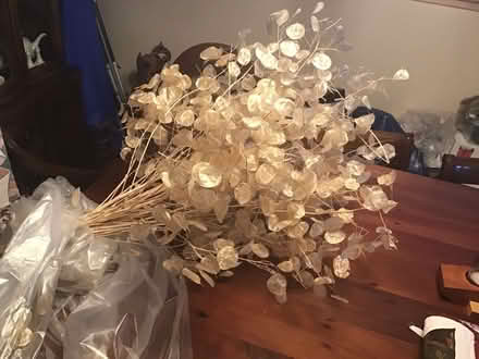 Photo of free Dried money plant (Near Rainbow and Stelling) #1