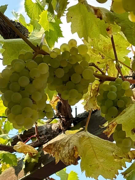 Photo of free GRAPES - wine/jelly/juice makers (Ware) #2