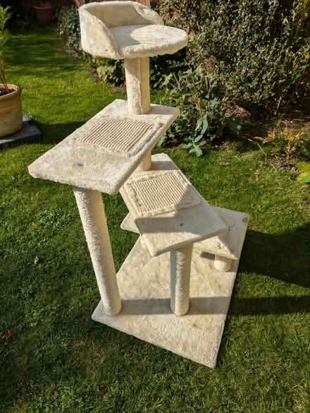 Photo of free Cat Tree (Lansdown) #1