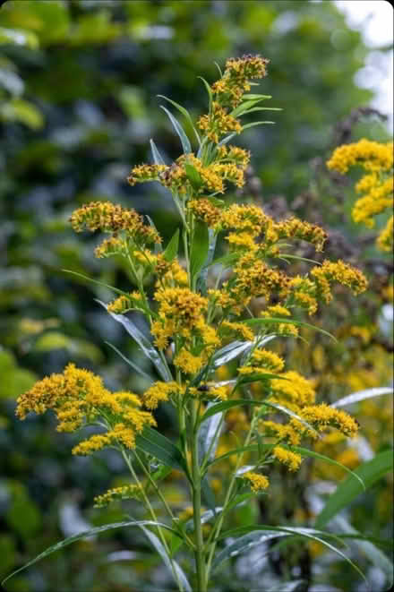 Photo of free Goldenrod splitting (ST6) #3
