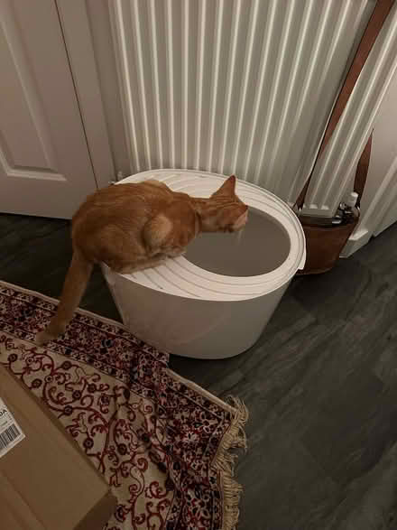 Photo of free Large litter box (Ox2 9SL) #3