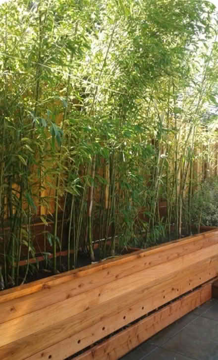 Photo of Bamboo plants for living screens (Meersbrook, S8) #3
