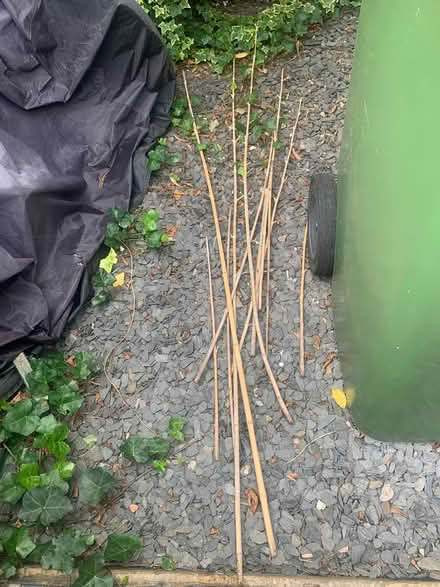 Photo of free Bamboo sticks (Forest Gate) #1