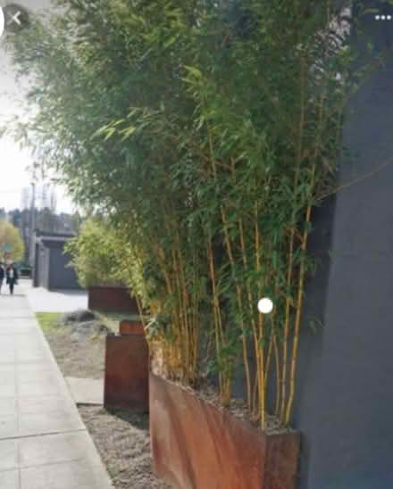 Photo of Bamboo plants for living screens (Meersbrook, S8) #2