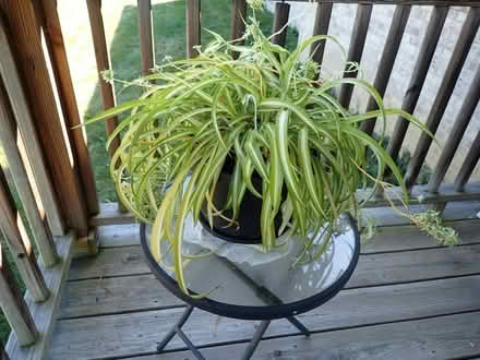 Photo of free Spider Plant (Howell, south of Clyde Road) #2