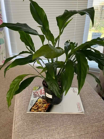 Photo of free Peace Lily x 2 (Willingdon BN20) #2