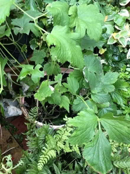 Photo of free Japanese anemones (Reading West RG1) #1