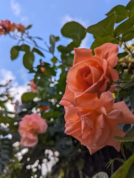 Photo of free Cuttings from climbing rose (St Albans Jersey Farm AL4) #1
