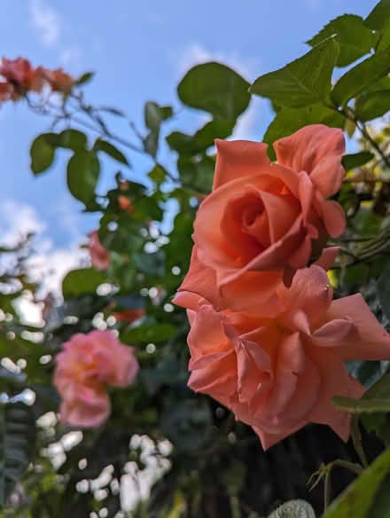 Photo of free Cuttings from climbing rose (St Albans Jersey Farm AL4) #1