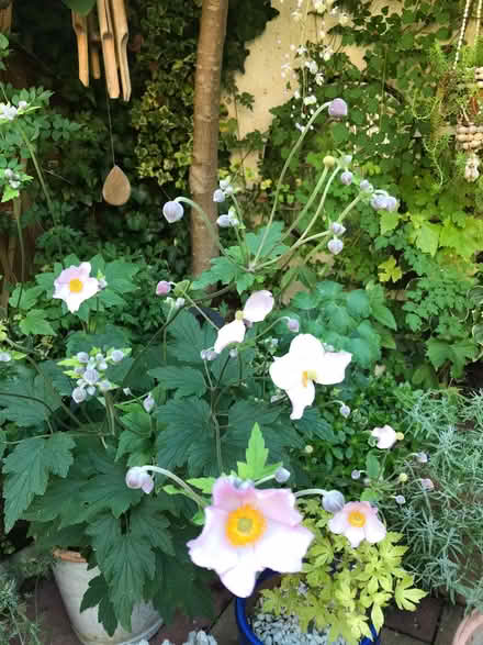 Photo of free Japanese anemones (Reading West RG1) #2