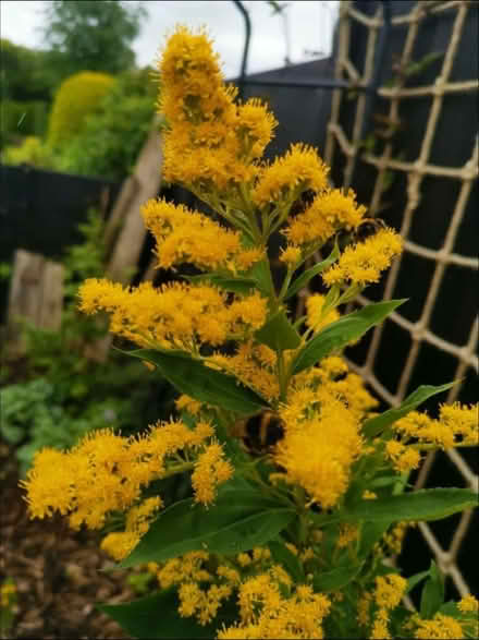 Photo of free Goldenrod splitting (ST6) #2