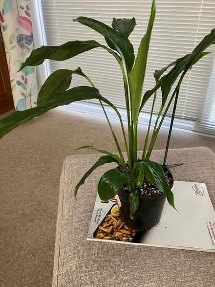 Photo of free Peace Lily x 2 (Willingdon BN20) #1