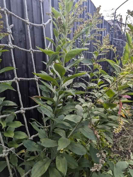 Photo of free Goldenrod splitting (ST6) #1