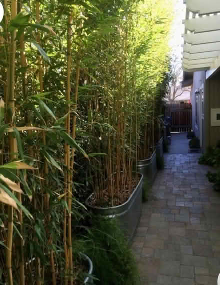 Photo of Bamboo plants for living screens (Meersbrook, S8) #1