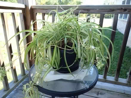 Photo of free Spider Plant (Howell, south of Clyde Road) #1