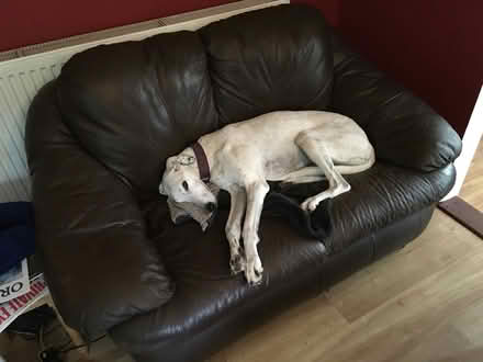 Photo of free Apparently a luxury dog bed (Llanfihangel Tal y Llyn LD3) #1