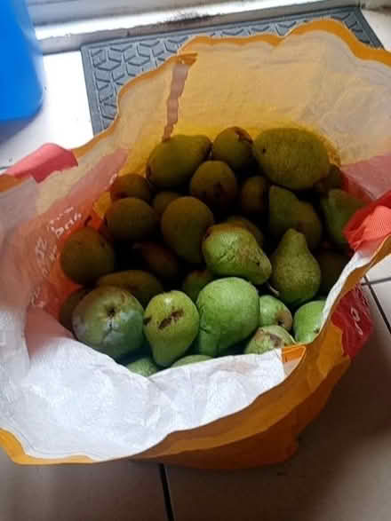 Photo of free Pears (IP1) #1