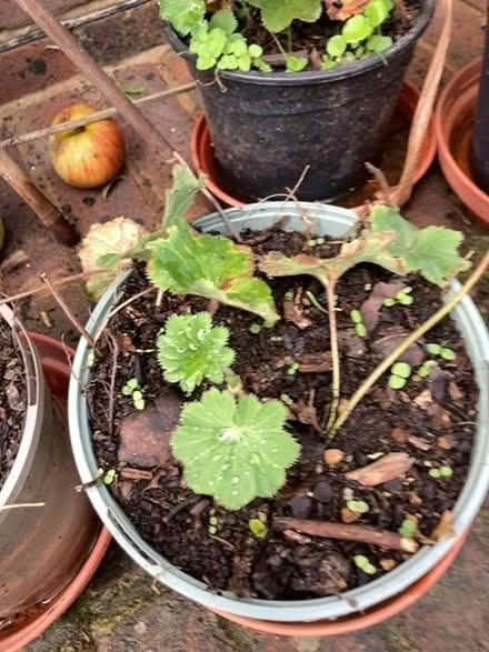 Photo of free Plants (The Folders Lane Estate RH15) #2