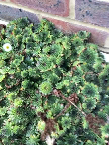 Photo of free Plants (The Folders Lane Estate RH15) #1