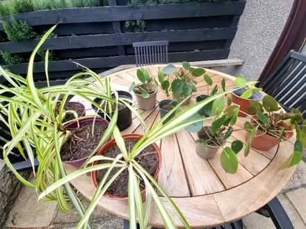 Photo of free House plants (AB21) #1