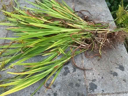 Photo of free Crocosmia (TQ12 4SN) #3