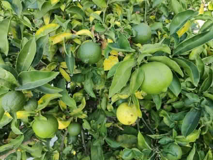 Photo of free fruit trees (Gardena & Normandie) #2