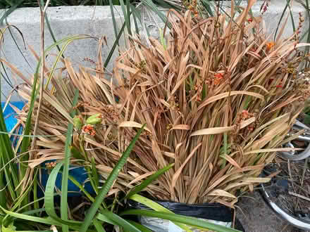 Photo of free Crocosmia (TQ12 4SN) #2
