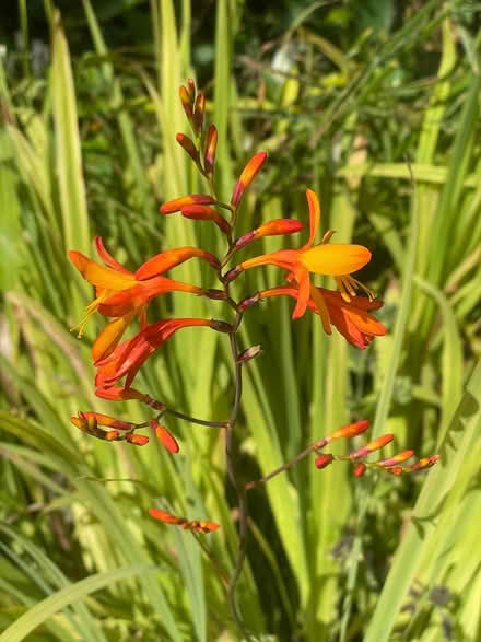 Photo of free Crocosmia (TQ12 4SN) #1