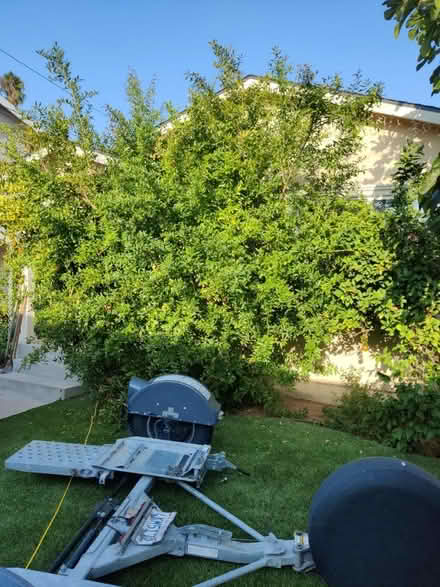 Photo of free fruit trees (Gardena & Normandie) #3