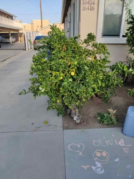 Photo of free fruit trees (Gardena & Normandie) #1