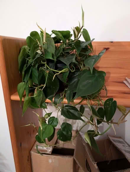 Photo of free Philodendron Plant (Cashes Green GL5) #1