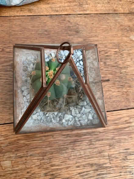 Photo of free Small glass terrarium with cactus (Addlestone KT15) #2