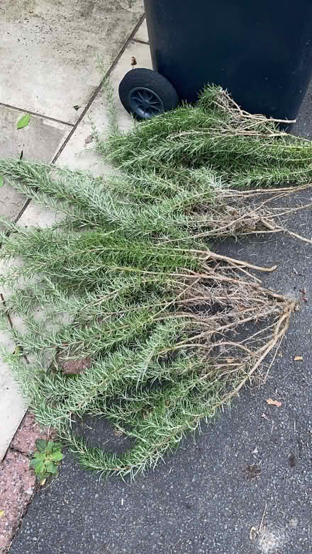 Photo of free Rosemary (Adel LS16) #1