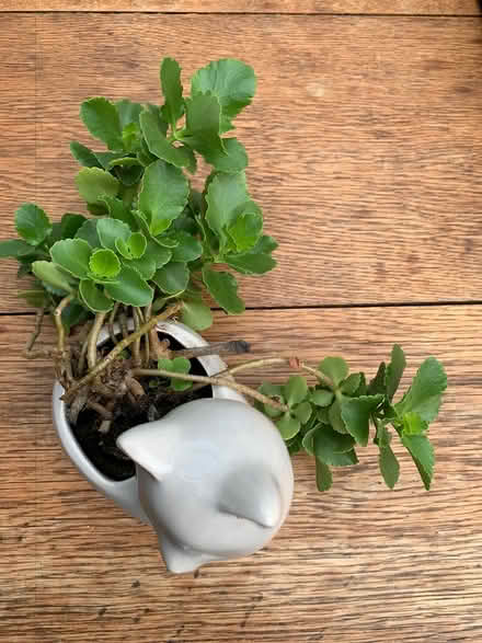 Photo of free House plant cat ceramic pot (Addlestone KT15) #2