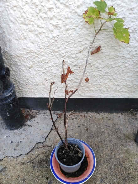 Photo of free Redcurrant plant (Thornton Heath CR7) #1