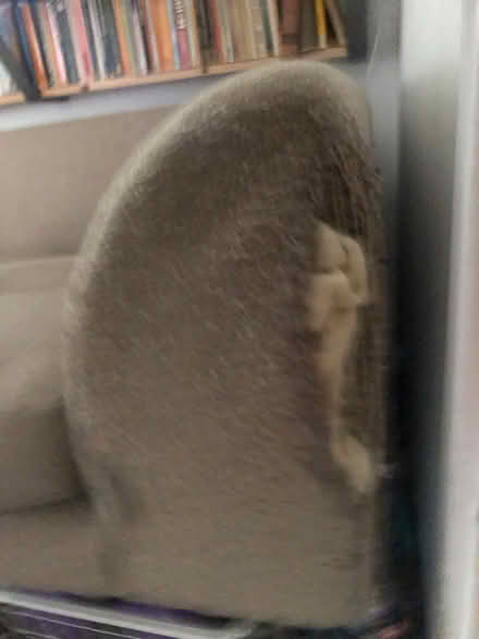 Photo of free Chaise longue (E17) #2