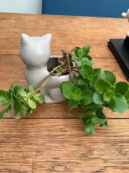 Photo of free House plant cat ceramic pot (Addlestone KT15) #3