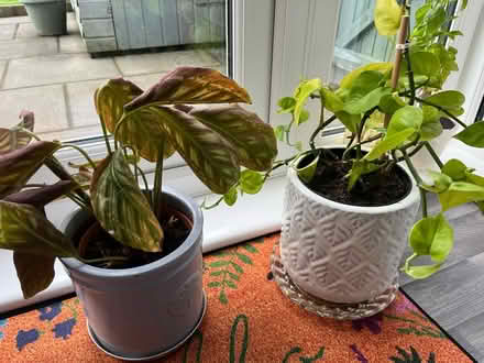 Photo of free Two plants (L36 Roby) #1