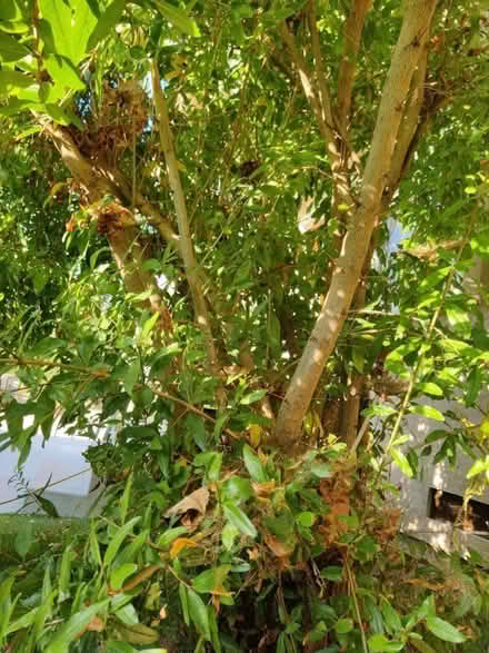 Photo of free fruit trees (Gardena & Normandie) #4