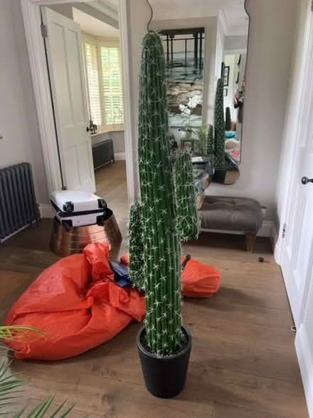 Photo of free Fake cactus (Wildernesse TN15) #1