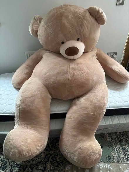Photo of free Huge 200 cm bear (Halewood L25 9RP) #1