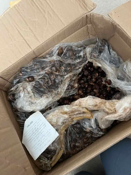 Photo of free Soap nuts (Stakes lodge, waterlooville) #1