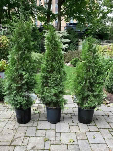 Photo of free 3 Cedar trees (Downtown Halifax) #1