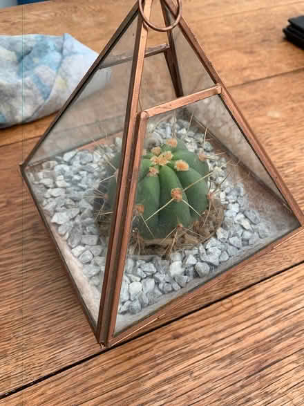 Photo of free Small glass terrarium with cactus (Addlestone KT15) #3