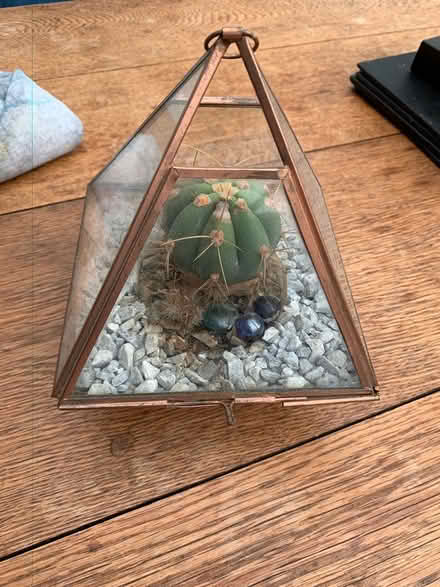 Photo of free Small glass terrarium with cactus (Addlestone KT15) #1
