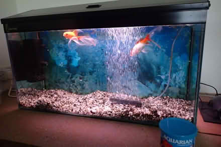 Photo of free fish tank (Fincham PE33) #3