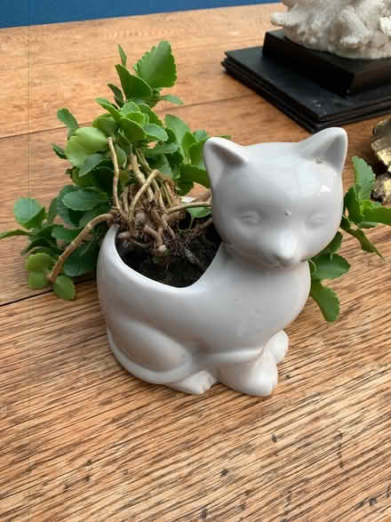 Photo of free House plant cat ceramic pot (Addlestone KT15) #1