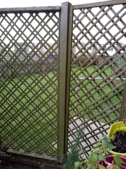 Photo of free 3 trellis panels and 4 long posts. (Havant PO9) #1